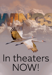 Wings 3D Narrated by  Michael Keaton